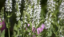 Blüten-Salbei