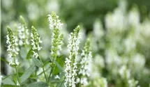 Blüten-Salbei
