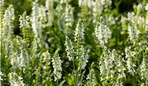 Blüten-Salbei