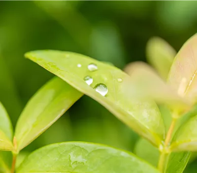 Hypericum calycinum Hypericum calycinum