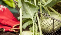 Kohlrabi blau