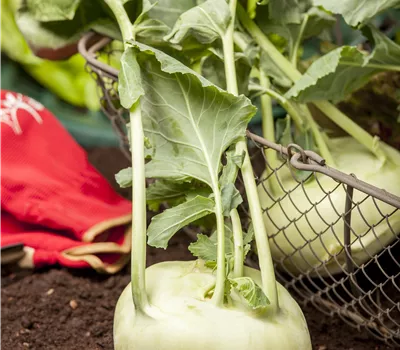 Brassica oleracea Gongylodes Brassica oleracea Gongylodes