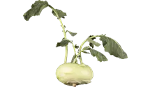 Kohlrabi blau