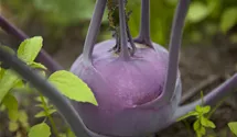Kohlrabi blau
