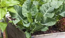 Kohlrabi blau