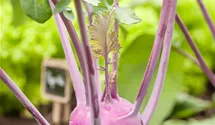 Kohlrabi blau