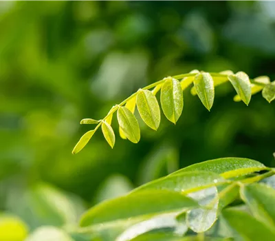 Robinia pseudoacacia 'Umbraculifera' Robinia pseudoacacia 'Umbraculifera'