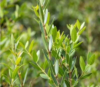 Phillyrea angustifolia