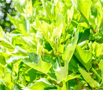 Platanus hispanica 'Alphens Globe'