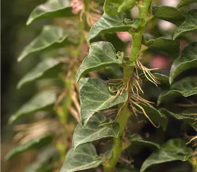 Hedera helix 'Conglomerata'
