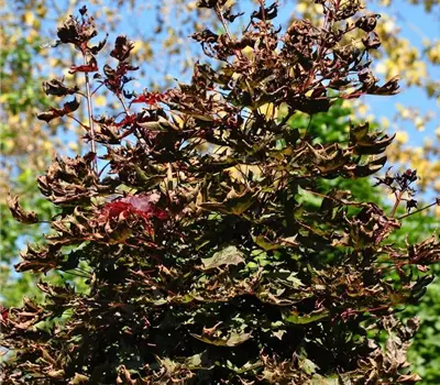 Acer platanoides 'Faassen's Black'