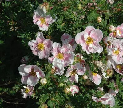 Potentilla fruticosa 'Princess' -R-