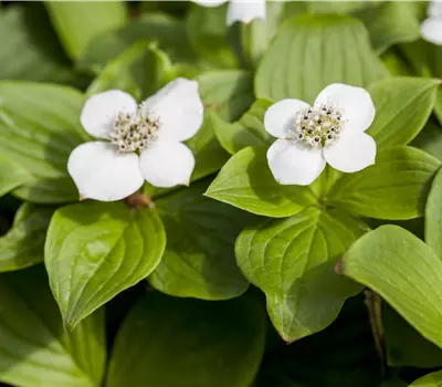 Cornus canadensis